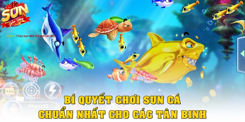 Bí quyết chơi Sun cá chuẩn nhất cho các tân binh